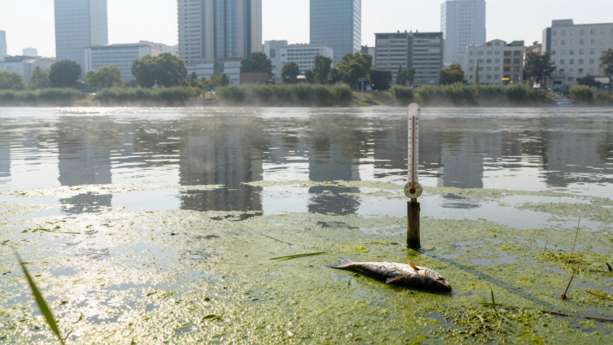 Hitze in Wien: Fische in der Donau bekommen zu wenig Luft
