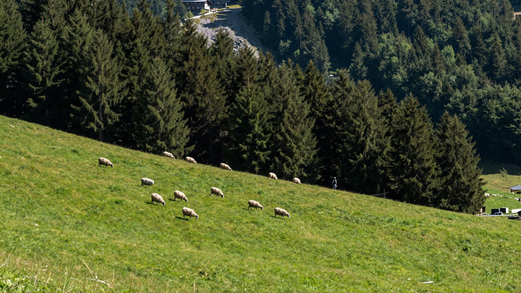 Erstmals Wolf in der Steiermark geschossen – was ist passiert?