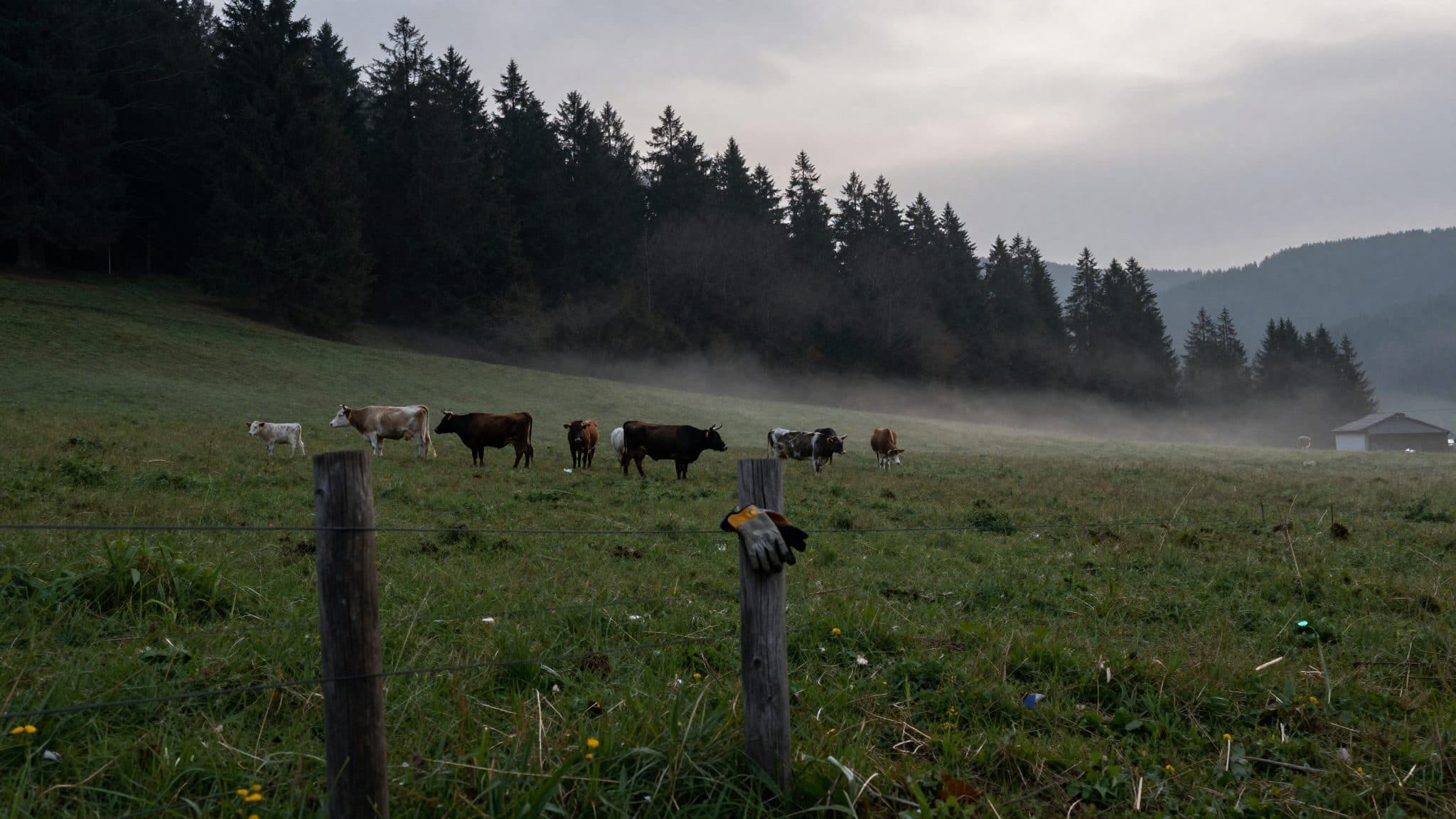 Landwirt in der Steiermark von Rinderherde getötet