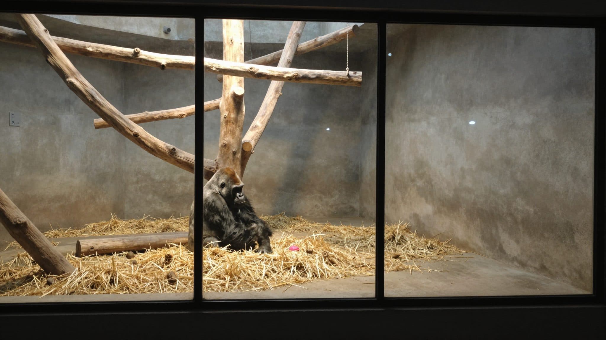 Gorillababy im Zoo Basel von seinem Vater getötet