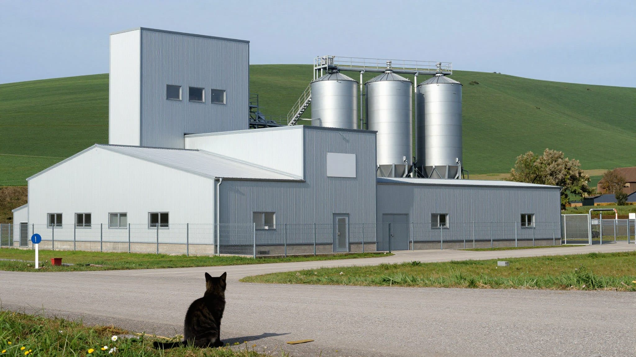 Katze "Killer" läuft 30 Kilometer zurück zu ihrem Kraftwerk