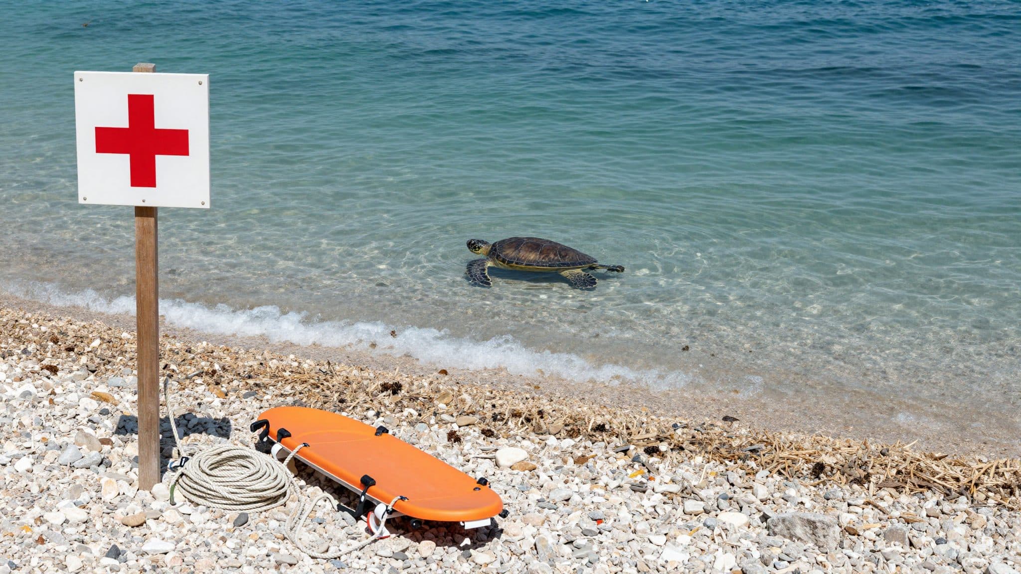 Riesenschildkröte beißt Badegäste in Kroatien – was du wissen musst